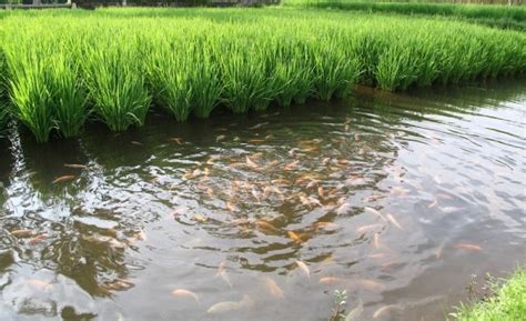 Rice Fish Integration Rice Fish Integration Is A Remarkable