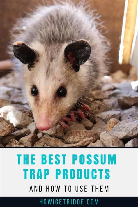 Best Possum Trap Products and How To Use Them - How I Get Rid Of