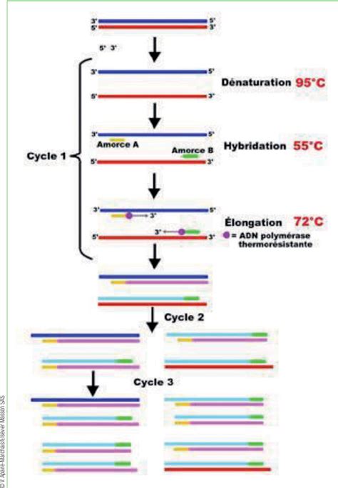 Figure 1 From Aspects Virologiques Et Diagnostic Du Coronavirus Sars