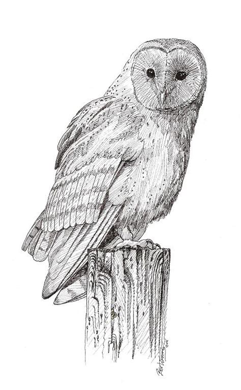 Barn Owl Drawings In Pencil