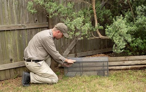 Experts In Wildlife Removal