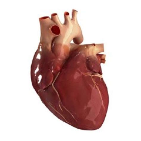Кардит - признаки, причины, симптомы, лечение и профилактика - iDoctor.kz