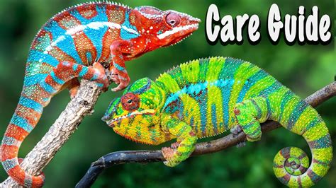 Panther Chameleons As Pets Youtube