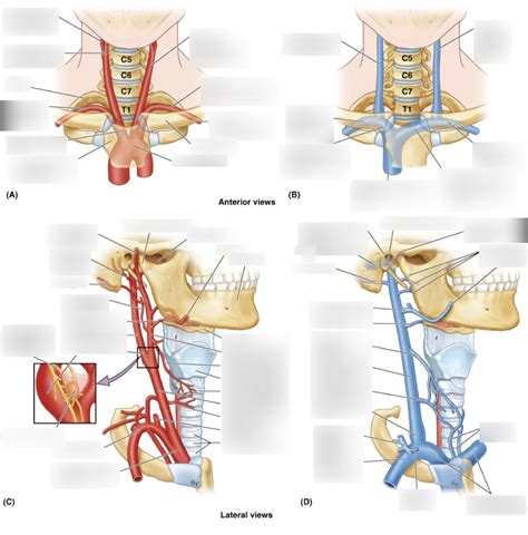 Label Arteries Veins Of The Neck Diagram Quizlet