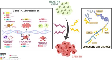 Molecular Basis Of Sex Differences In Cancer Perspective From Asia