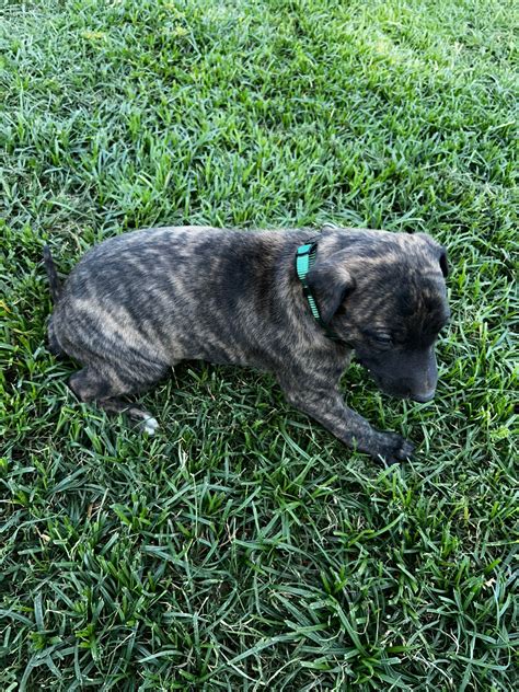 Greyhound Puppies For Sale