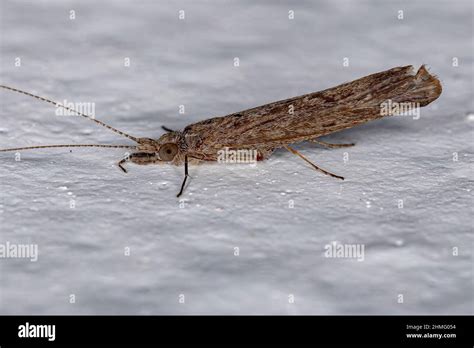 Adult Female Caddisfly Insect Of The Genus Marilia Stock Photo Alamy