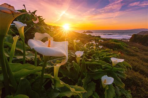 White calla lily flowers in bloom at daytime, lilies HD wallpaper | Wallpaper Flare