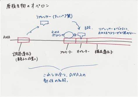 遺伝子の発現を理解するために必要な知識をどこよりも分かりやすく解説 生活に、もっと学びをさくさく勉強法