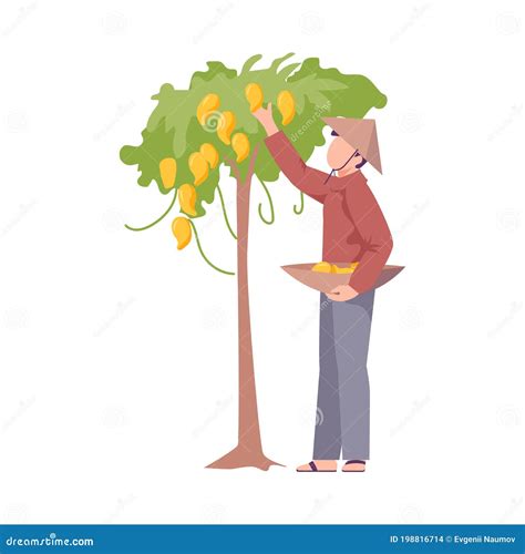 Asian Male Farmer In Conical Hat Picking Up Fruits From Tree Vector