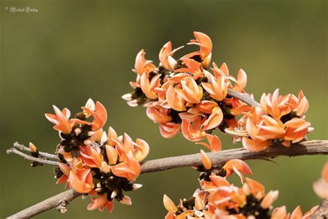 Flame Of The Forest Tree Palash Tree In Central India