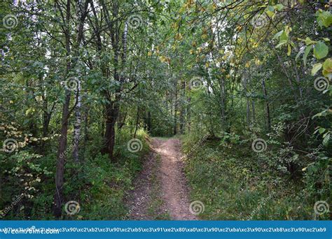 Pad Door Het Bos Bloemen En Groengras Gemengd Bosgebied De Takken