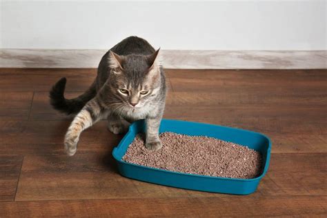 Cat Allergic to Pine Litter? Here’s What You Need to Know - Pet Spruce