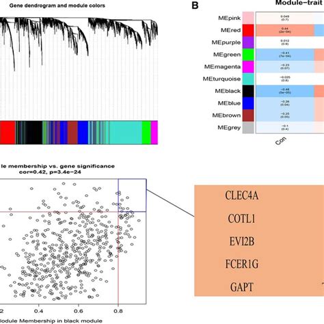 Construction Of Weighted Gene Co Expression Network Analysis WGCNA