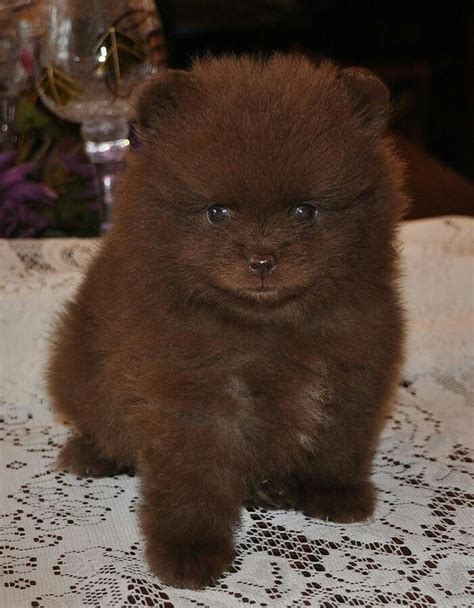 Pomeranian Teddy Bear Puppies - Pets Lovers