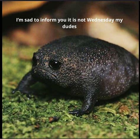 It’s not Wednesday my dudes : r/memes