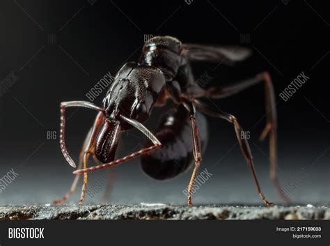 Trap Jaw Ant Image Photo Free Trial Bigstock