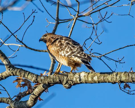 Red Shouldered Hawk Feederwatch