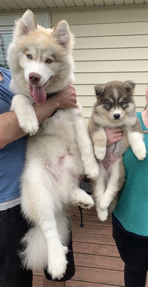 Our 100 Day Old F1b Pomsky 75 Pom 25 Husky 6 2 Lbs Pomsky