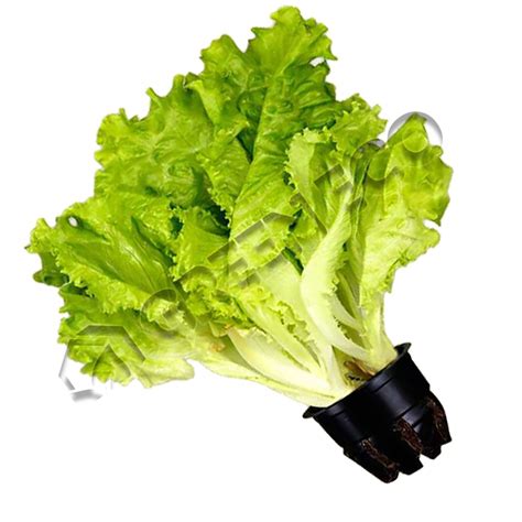 Продукция Green Eco
