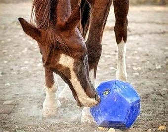 Horse Boredom Busters - Toys & Enrichment Tips for Stall or Pasture - Hay Pillow®