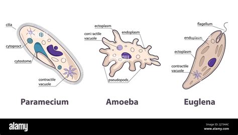 Protozoans Variety Paramecium Amoeba Euglena Different Groups Of Protozoans As Example Of