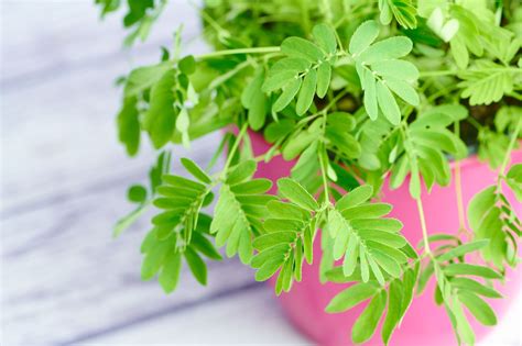 Mimosa Pudica Tree