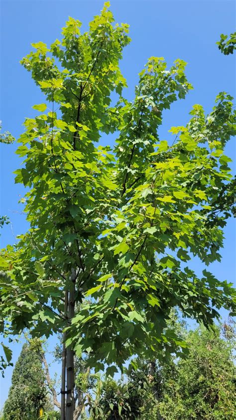 Acer Rubrum Redpointe Rotahorn Pflanzenhof Toskanapark