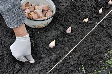 Sadzenie I Uprawa Czosnku Wiosennego Krok Po Kroku Poradnik Praktyczny