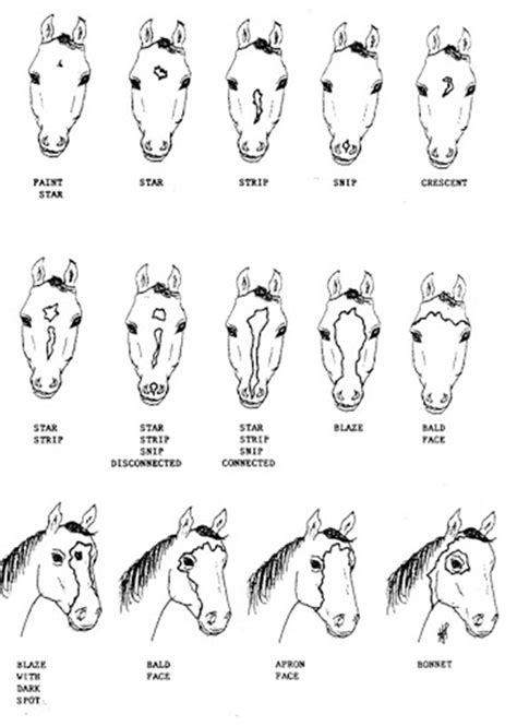 EC Lesson Plan For Kids #2- Markings of the Horse | Equine Chronicle