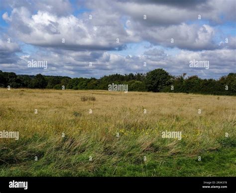 Minimalist Semi Abstract High Resolution Landscape Of Open Grassland Edged With Trees And Big