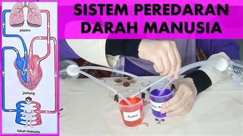 Sains Tahun 5 Sistem Peredaran Darah Manusia Youtube