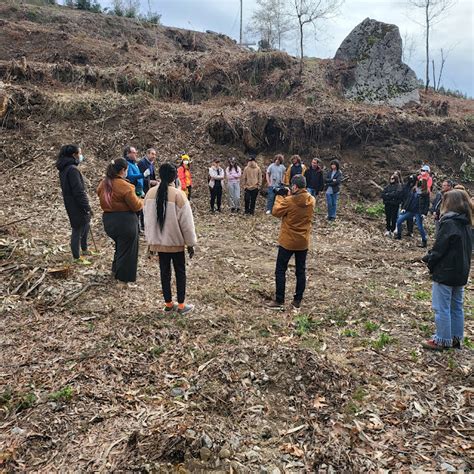 Plantação de mil árvores em S Bento