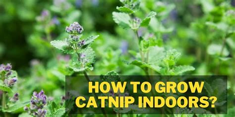 How To Grow Catnip Indoors In 6 Easy Ways