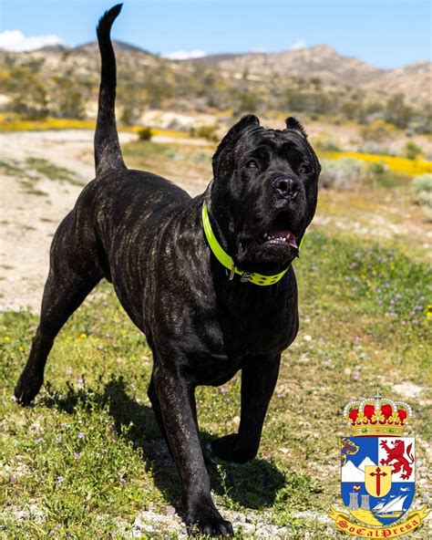 Bane X Bruja Presa Canario Puppy Litter SoCalPresa Top Rated Presa