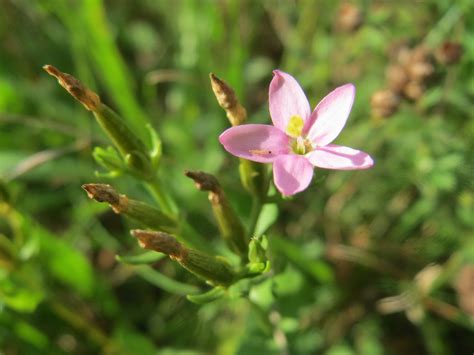 Centaurium Erythraea Echtes Tausendg Ldenkraut Centaurium Flickr