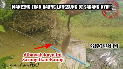 MANCING IKAN BAUNG Langsung Di Sarangnya Menggunakan Umpan Jitu YouTube