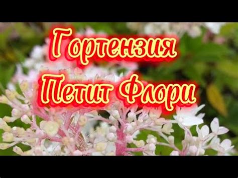 Обзор новинка 2022 гортензия метельчатая Петит Флори - YouTube