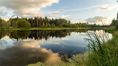 Sommerabendlandschaft Auf Ural See Mit Kiefern Auf Dem Ufer Russland