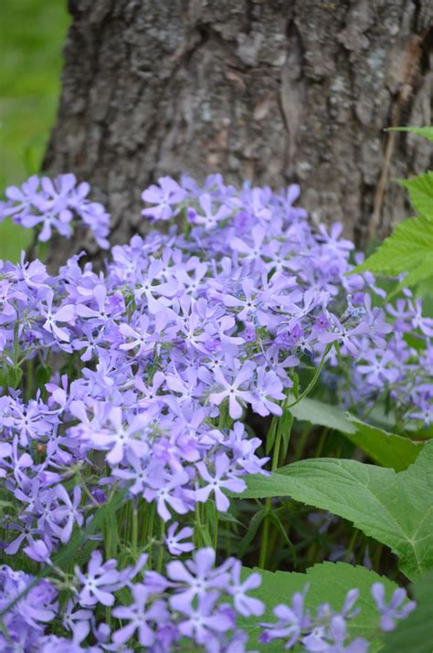 Phlox divaricata Wild Blue Phlox | Prairie Moon Nursery