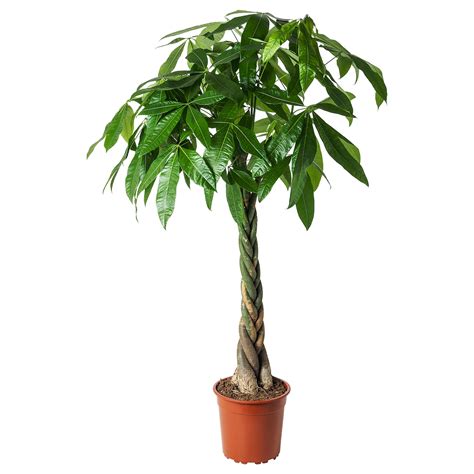 Pachira Aquatica Potted Plant Guinea Chestnut Cm Ikea Belgium