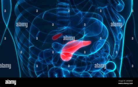 Pancréas d organe interne humain avec vésicule biliaire Anatomie Photo