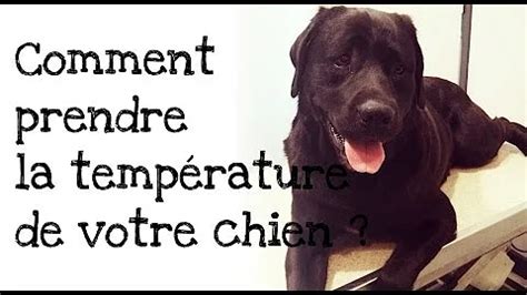 Comment savoir si un chien est en bonne santé Cartes Postales