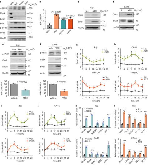 Antagonizing Mir Restores Circadian Oscillation A B Representative