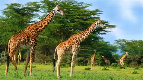 205+ Giraffe Names (Good, Cute & Funny Pet Naming Ideas)