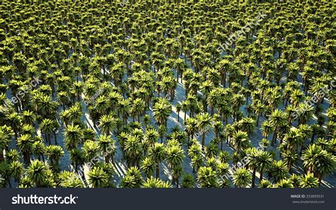 Dates Oasis Royalty Free Images Stock Photos Pictures Shutterstock