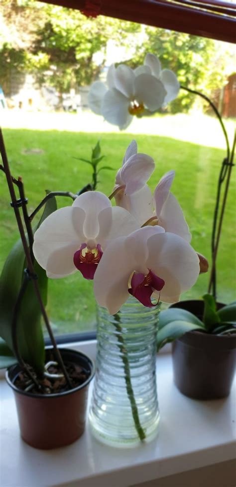 Orchid Repotting: When And How To Repot An Orchid Plant | Orchid plant care, Repotting orchids ...