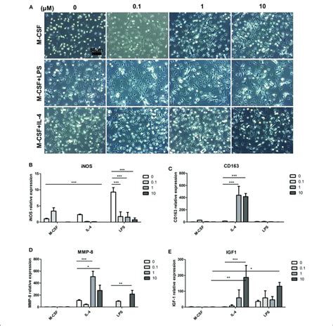 Magnolol Modulated The Activation Of Bone Marrow Derived Macrophages