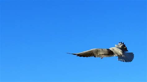 Blue Dove Spiritual Meaning & Symbolism (Tranquility)