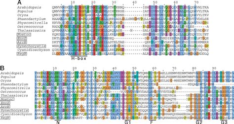 The Ancestral Symbiont Sensor Kinase Csk Links Photosynthesis With Gene Expression In